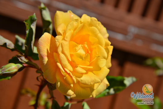 Garden Sun - Star Roses and Plants