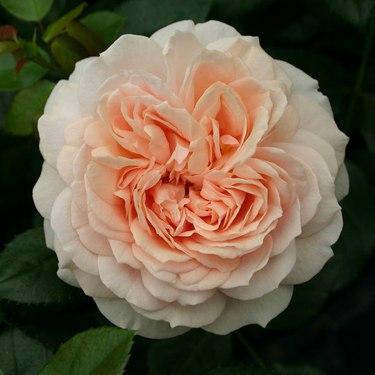 Veranda® Cream™ - Kordes® Roses