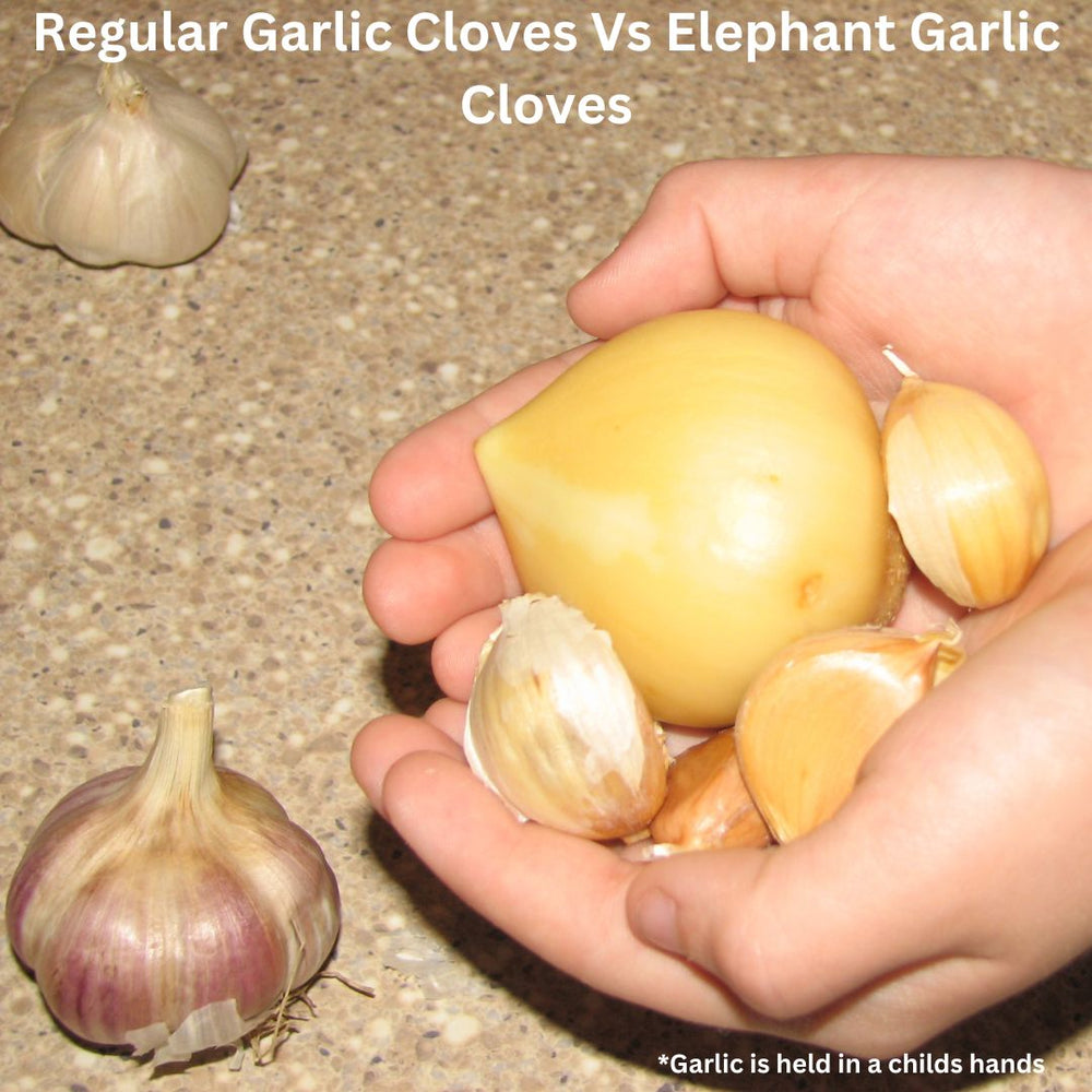 Garlic - Elephant, 3 Cloves (Fall Planting)