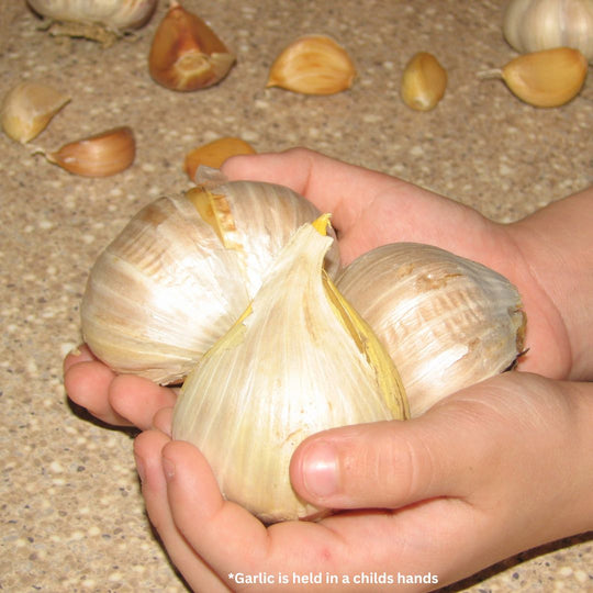 Garlic - Elephant, 3 Cloves (Fall Planting)