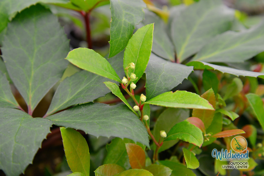Wintergreen - Redwood, 1 Pack