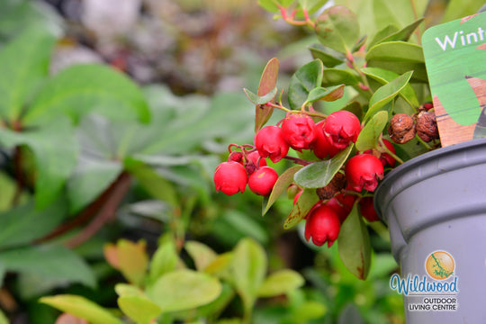 Wintergreen - Redwood, 1 Pack