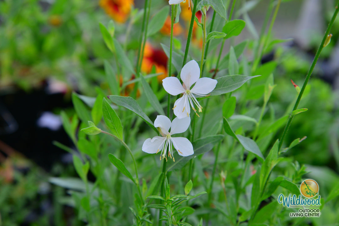 Gaura Sparkle White - West Coast Seeds