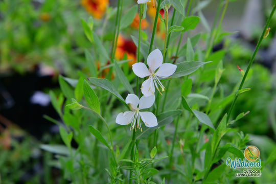 Gaura Sparkle White - West Coast Seeds