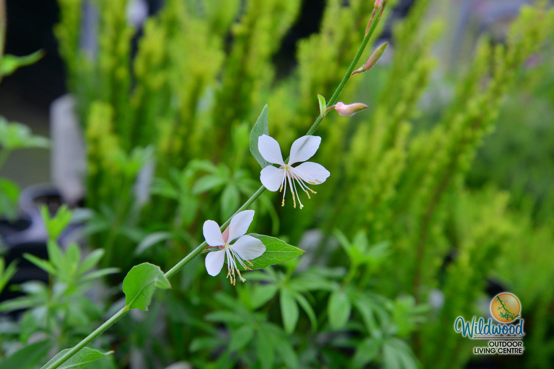 Gaura Sparkle White - West Coast Seeds