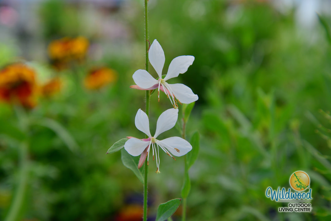 Gaura Sparkle White - West Coast Seeds