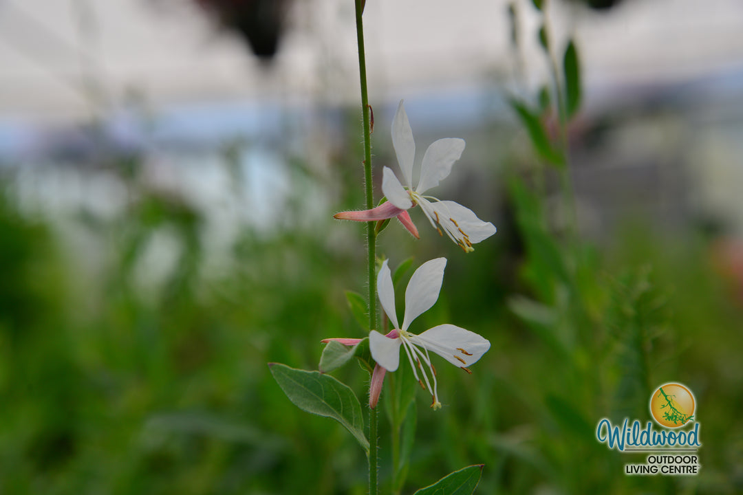 Gaura Sparkle White - West Coast Seeds