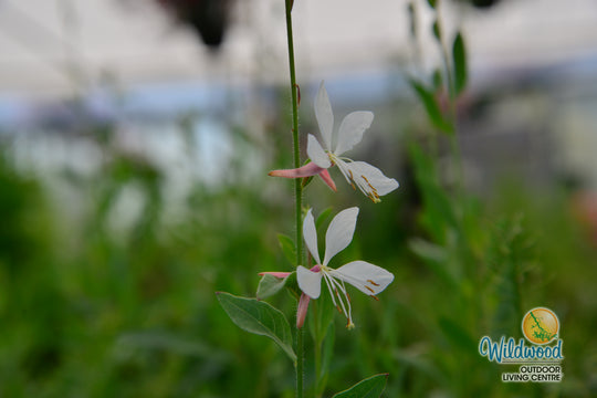 Gaura Sparkle White - West Coast Seeds