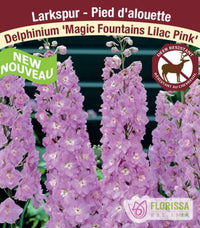 Delphinium - Magic Fountains Lilac Pink, 1 Pack