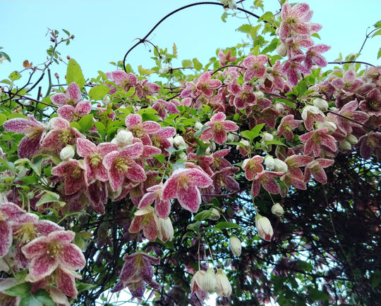Clematis Cirrhosa Freckles