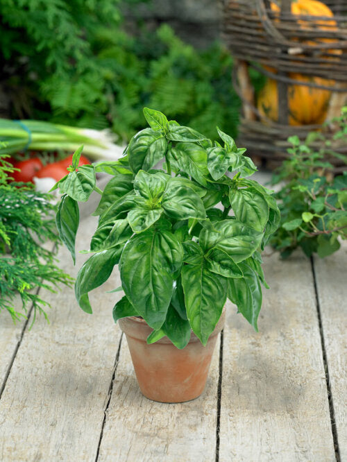 Basil Genovese - Aimers Organic Seeds