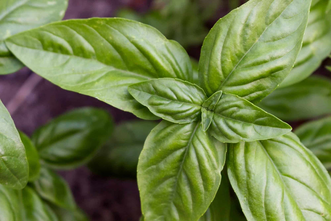 Organic Basil Genovese - Burpee