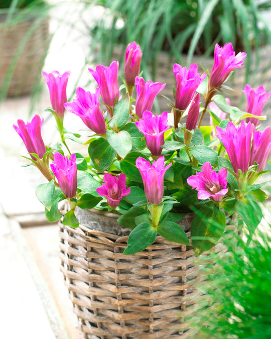 Gentian - Little Pinkie, 1 Pack