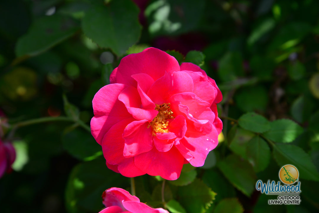 George Vancouver - Cold Hardy Rose