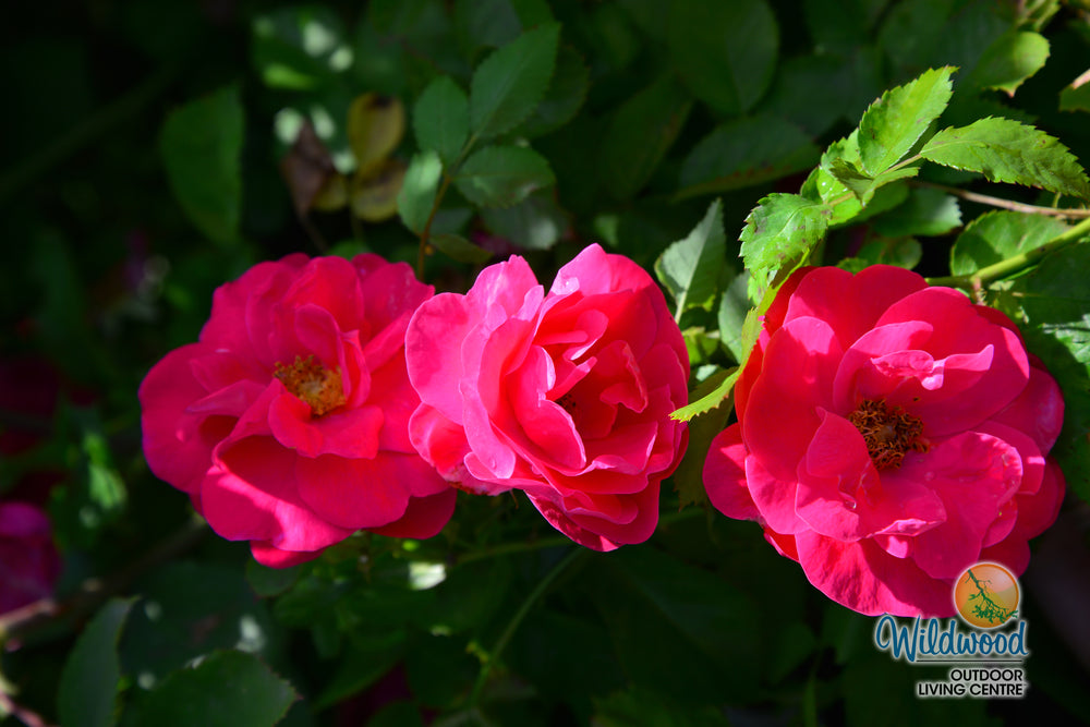George Vancouver - Cold Hardy Rose