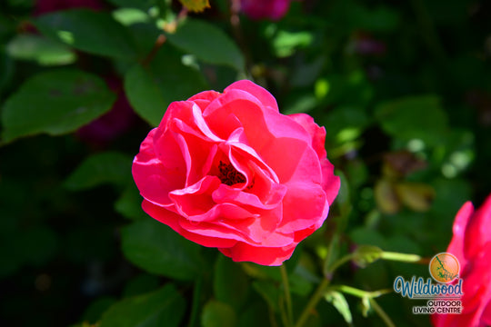 George Vancouver - Cold Hardy Rose