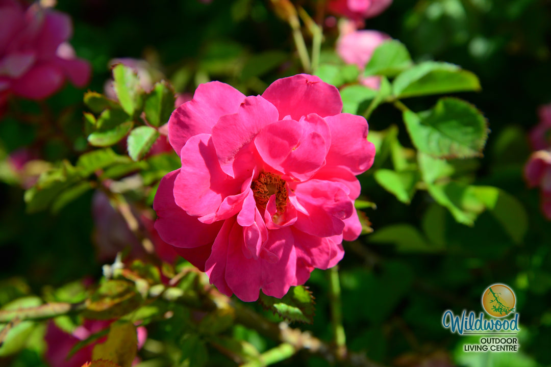 George Vancouver - Cold Hardy Rose
