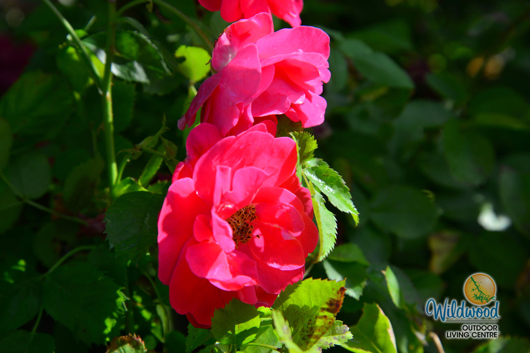 George Vancouver - Cold Hardy Rose