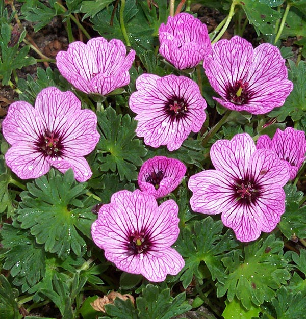 Geranium - Ballerina, 1 Pack