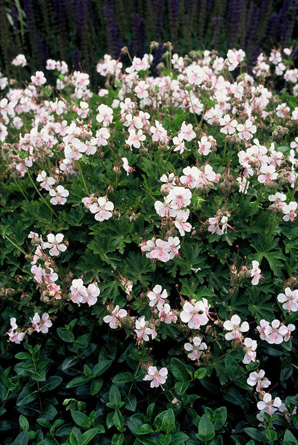 Geranium - Biokovo, 1 Pack