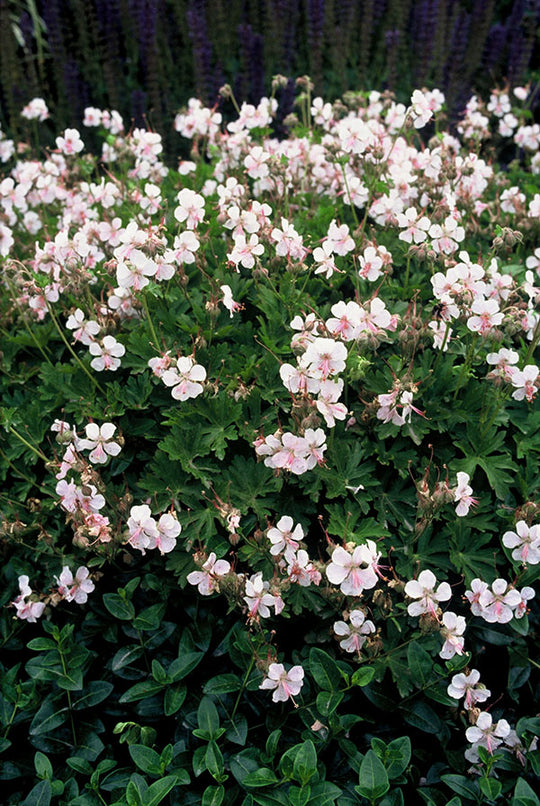 Geranium - Biokovo, 1 Pack