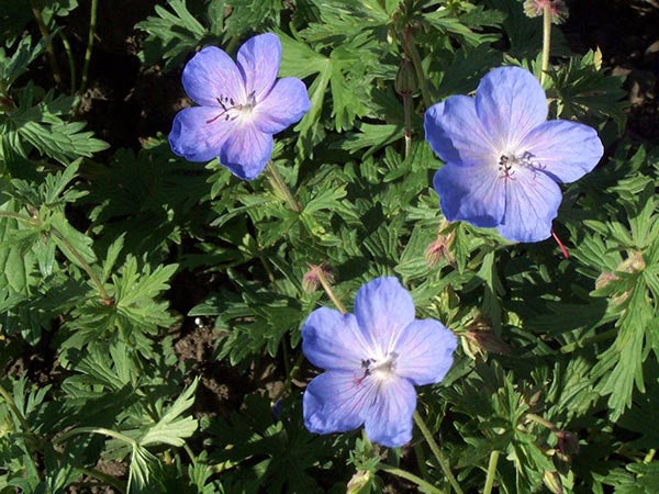 Geranium - Johnson's Blue, 1 Pack