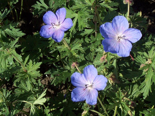Geranium - Johnson's Blue, 1 Pack