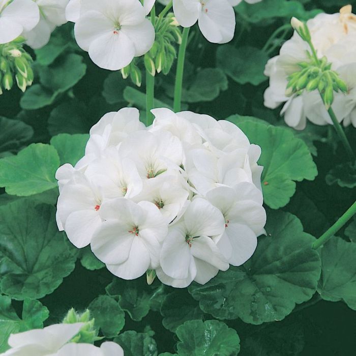 Geranium Maverick White - Pacific Northwest Seeds