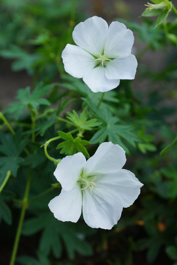 Geranium - Album, 1 Pack