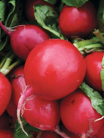 Radish German Giant International - Aimers Seeds