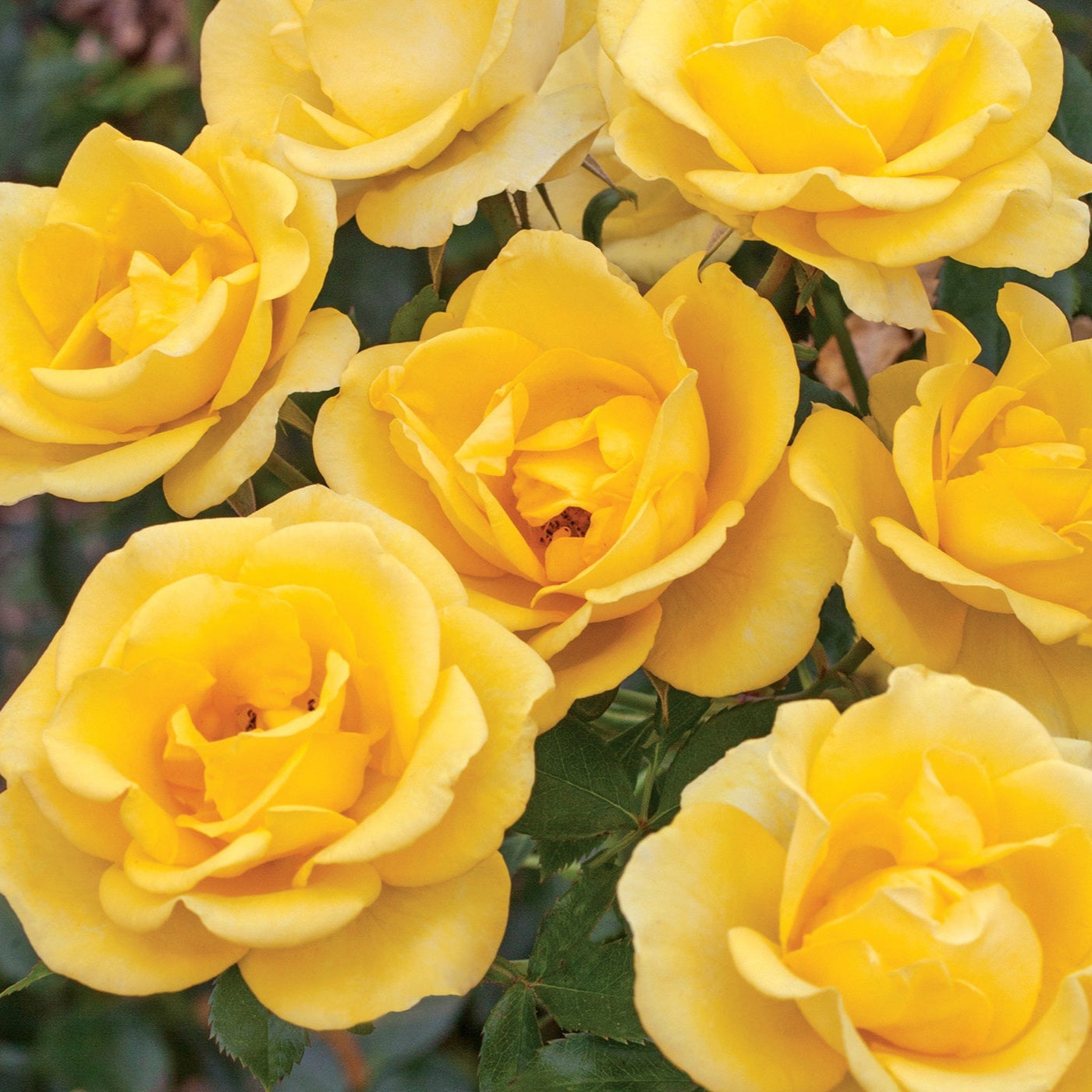 Glided Roses Gilded Sun™ - Star Roses and Plants – Wildwood Outdoor Living