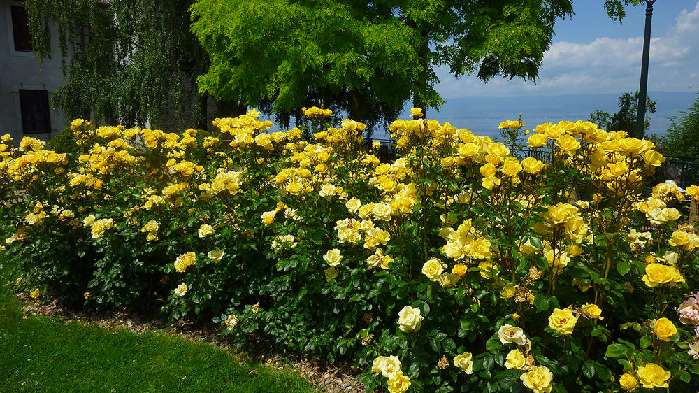 Gilded Sun™ - Star Roses and Plants