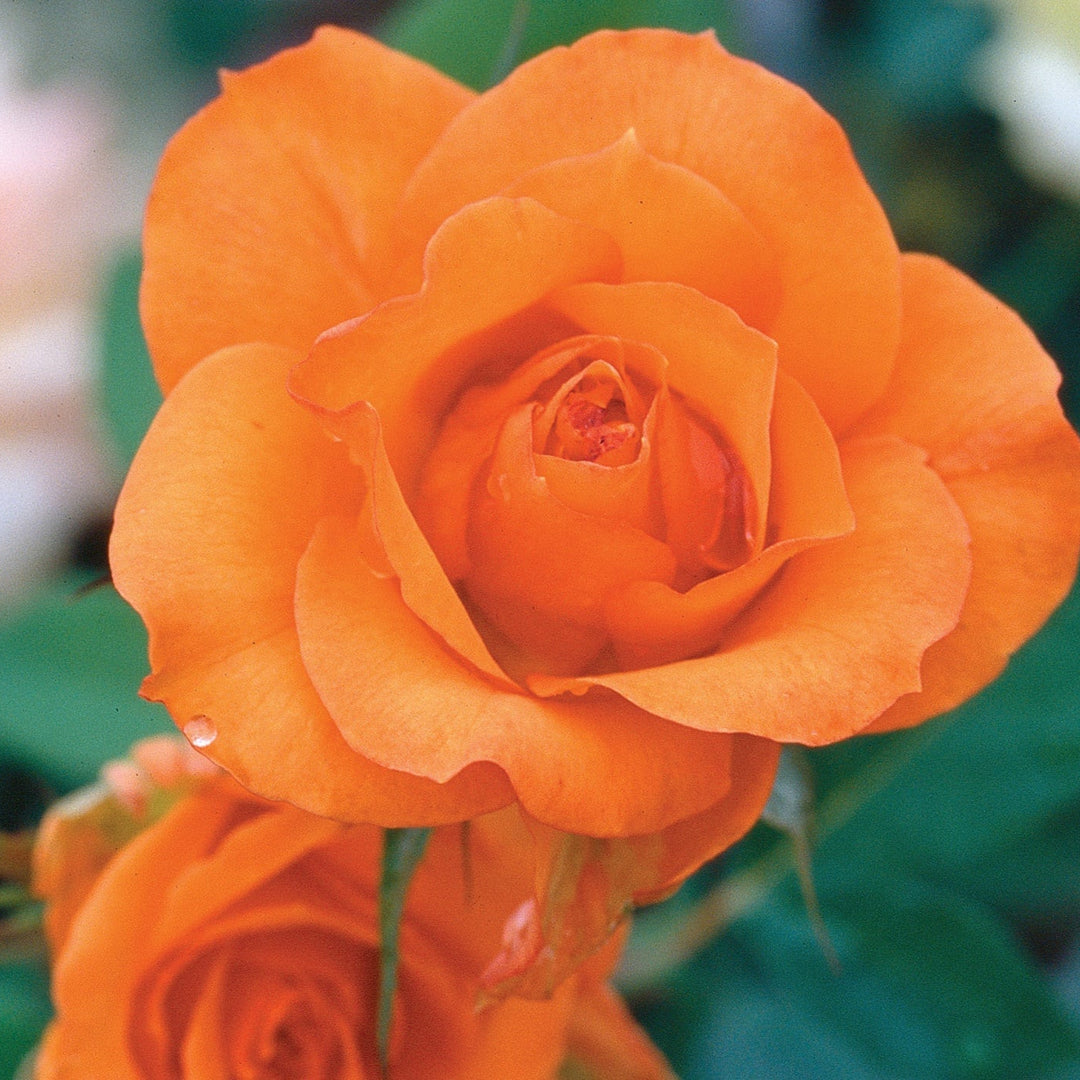 Gingersnap - Star Roses and Plants