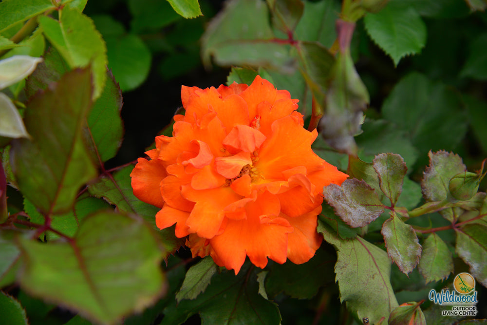 Gingersnap - Star Roses and Plants