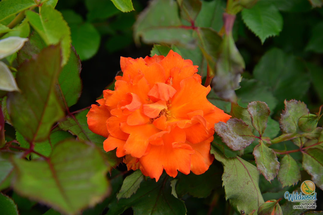 Gingersnap - Star Roses and Plants