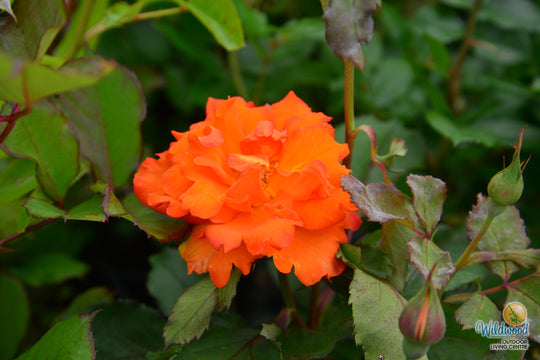 Gingersnap - Star Roses and Plants