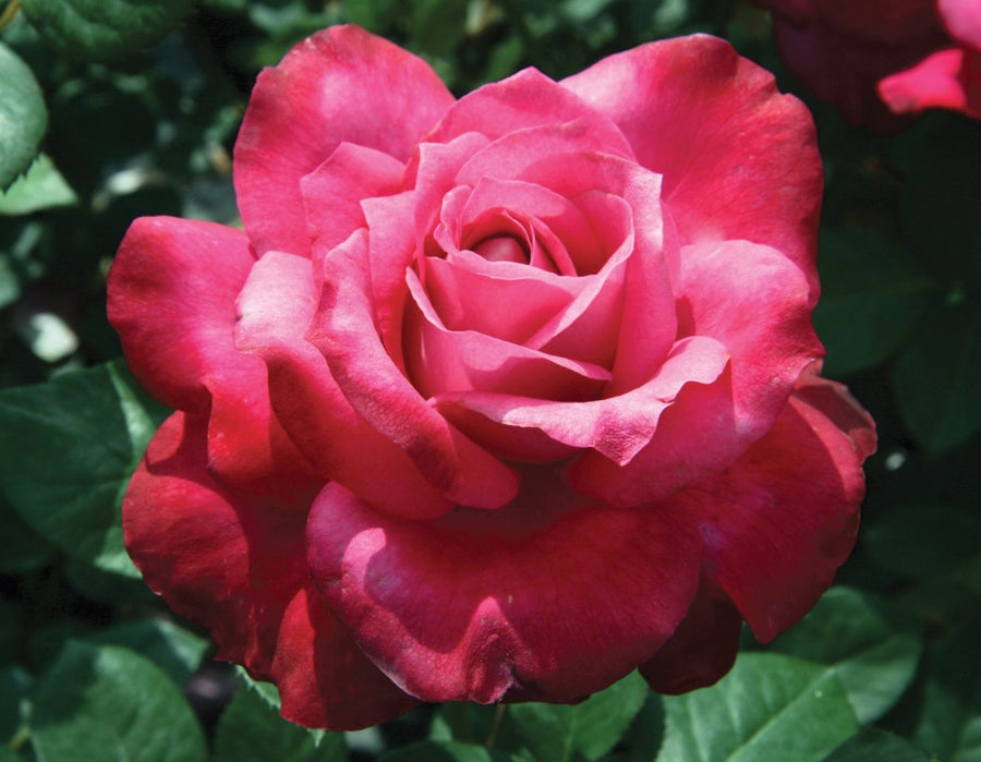 Roses | Over 450 Varieties | Canada-Wide Shipping – Page 2 – Wildwood ...