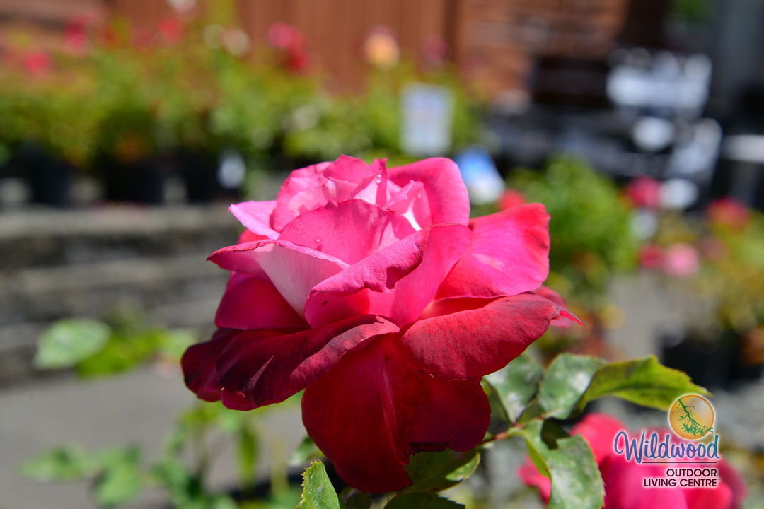 Girls’ Night Out - Star Roses and Plants