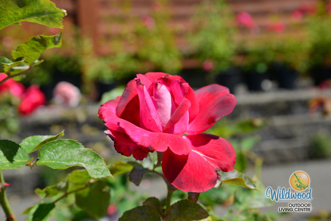 Girls’ Night Out - Star Roses and Plants