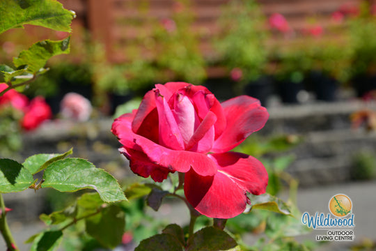 Girls’ Night Out - Star Roses and Plants