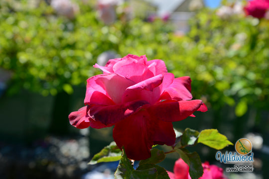 Girls’ Night Out - Star Roses and Plants