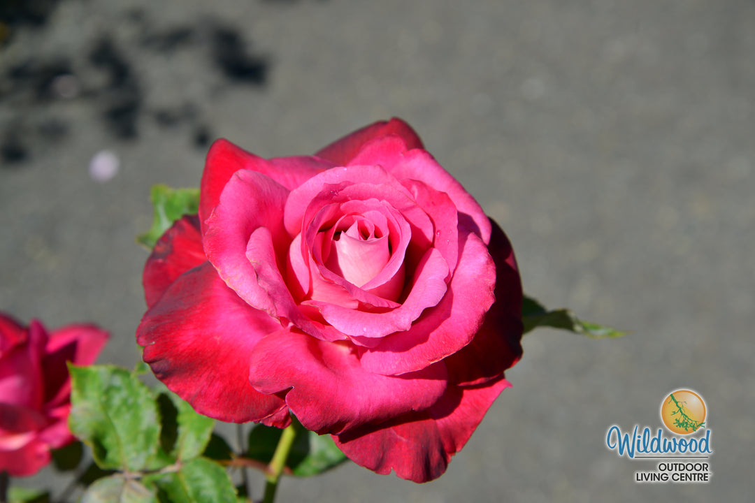 Girls’ Night Out - Star Roses and Plants