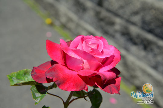 Girls’ Night Out - Star Roses and Plants