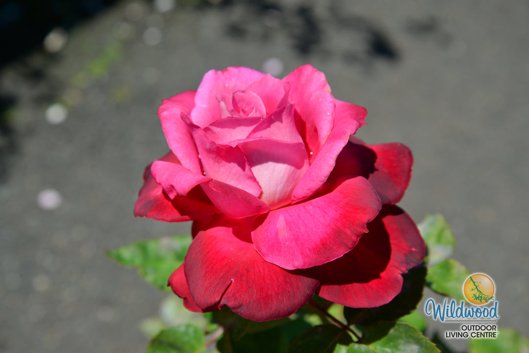 Girls’ Night Out - Star Roses and Plants