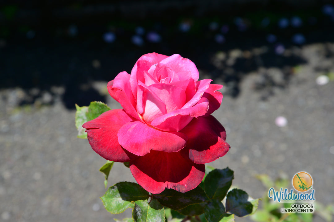 Girls’ Night Out - Star Roses and Plants