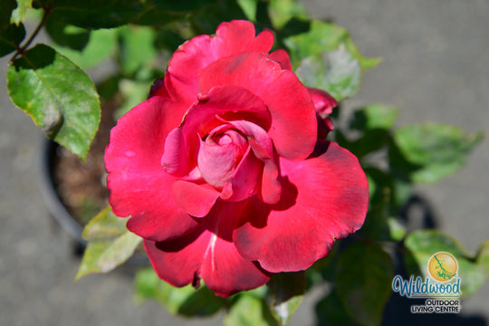 Girls’ Night Out - Star Roses and Plants