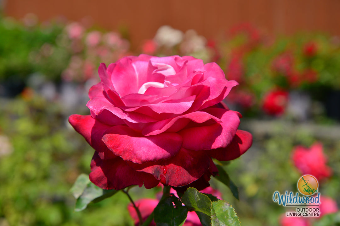 Girls’ Night Out - Star Roses and Plants
