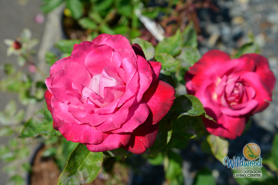 Girls’ Night Out - Star Roses and Plants