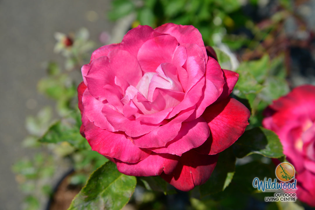 Girls’ Night Out - Star Roses and Plants
