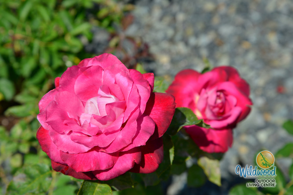 Girls’ Night Out - Star Roses and Plants